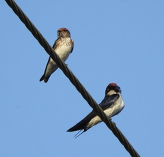 Petrochelidon fluvicola