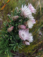 Phaenocoma prolifera