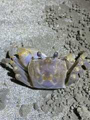 Ocypode sinensis