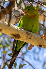 Polytelis swainsonii