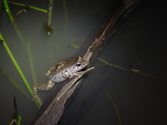 Crinia signifera
