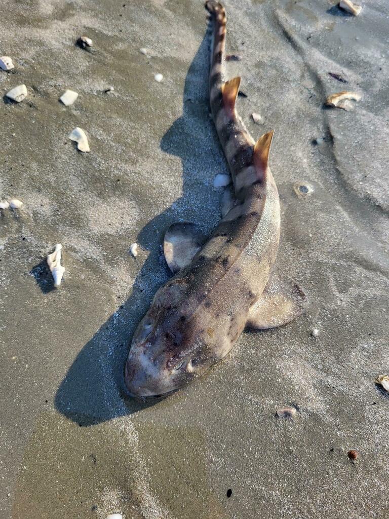Hasselt's bamboo shark (Chiloscyllium hasseltii) — Hemiscylliidae