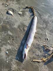 Conger conger