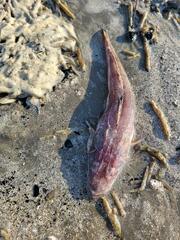 Platycephalidae