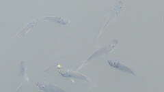 Sarotherodon melanotheron