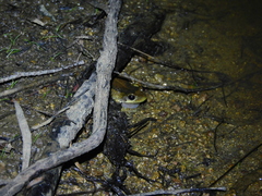 Litoria ewingii