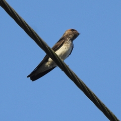Petrochelidon fluvicola