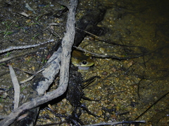 Litoria ewingii