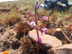 Eulophia hians hians