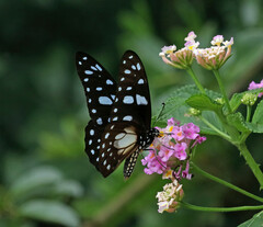 Graphium leonidas