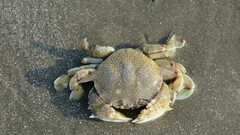 Matuta victor