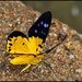 Yellow False Tiger Moth - Photo (c) Green Baron Pro, some rights reserved (CC BY-NC-ND)
