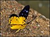 Yellow False Tiger Moth - Photo (c) Green Baron Pro, some rights reserved (CC BY-NC-ND)