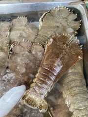Thenus orientalis
