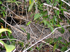 Chlamydera cerviniventris