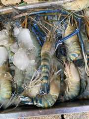 Macrobrachium rosenbergii