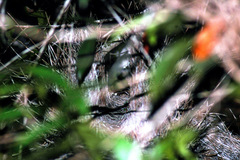Chlamydera cerviniventris