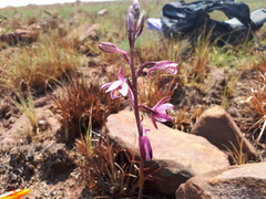 Eulophia hians hians