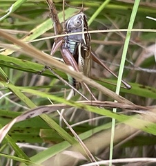 Conocephalus albescens