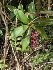 Medinilla formosana