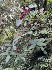 Medinilla formosana