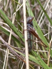 Conocephalus albescens