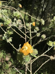 Abutilon auritum