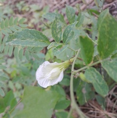Clitoria ternatea albiflora