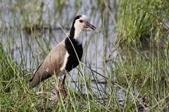 Vanellus crassirostris