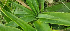Aloe ecklonis