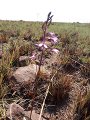 Eulophia hians hians