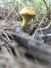 Pulveroboletus