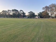 Rhipidura leucophrys