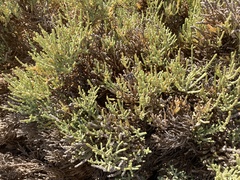 Arthrocaulon macrostachyum