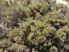 Arthrocaulon macrostachyum