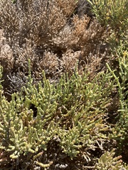 Arthrocaulon macrostachyum