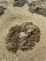 Arthrocaulon macrostachyum