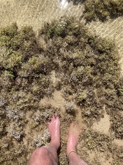 Arthrocaulon macrostachyum