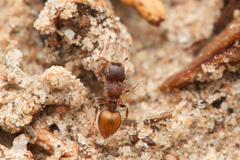 Meranoplus
