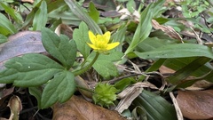 Ranunculus sieboldii