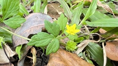 Ranunculus sieboldii