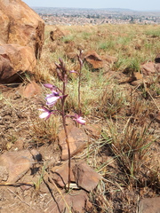 Eulophia hians hians