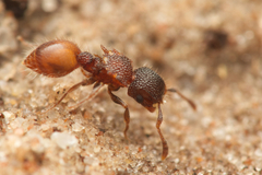 Meranoplus