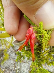 Erica monadelphia