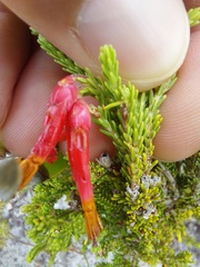 Erica monadelphia