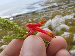 Erica monadelphia