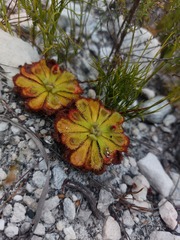 Drosera xerophila
