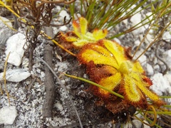 Drosera xerophila