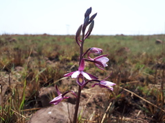 Eulophia hians hians