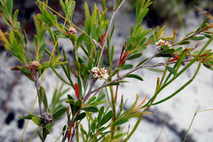 Asteromyrtus lysicephala